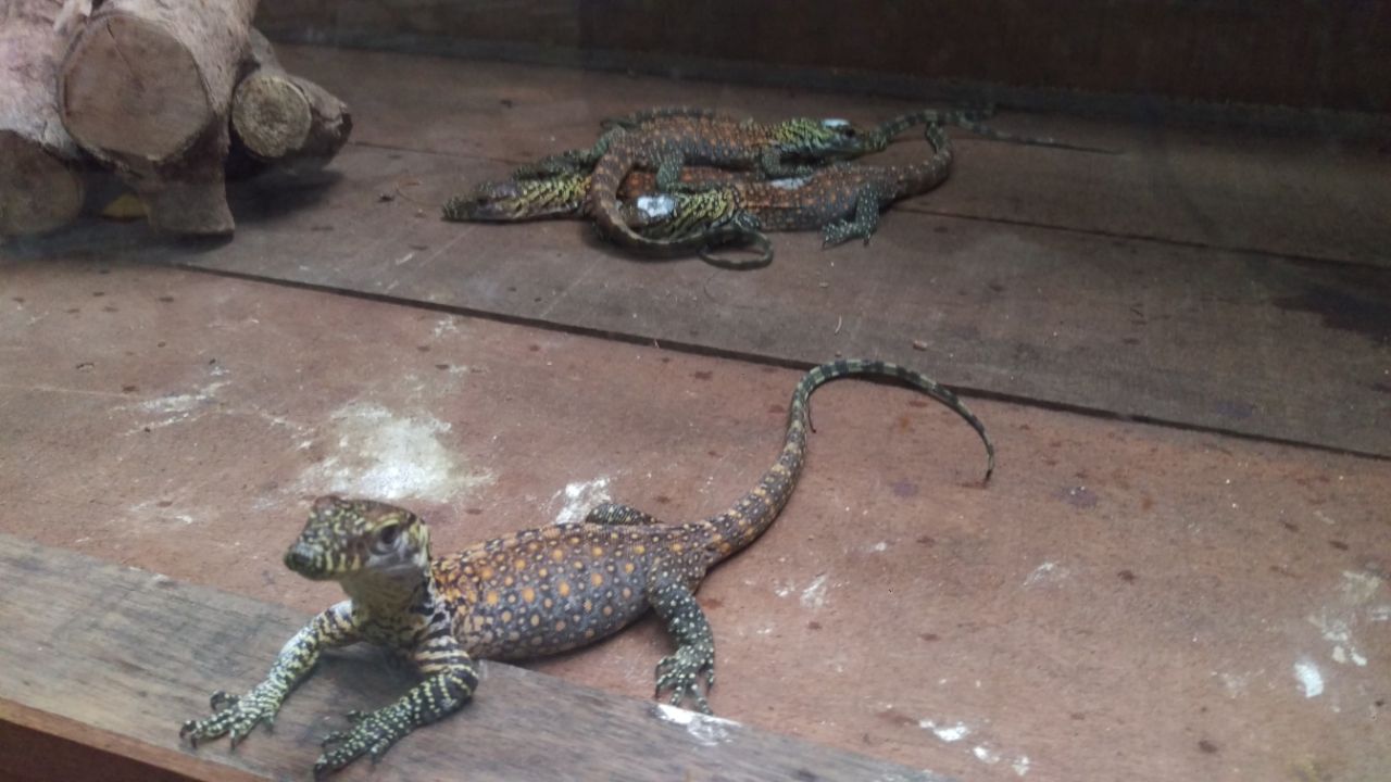Welcome! 11 Ekor Bayi Komodo Lahir di Kebun Binatang Surabaya