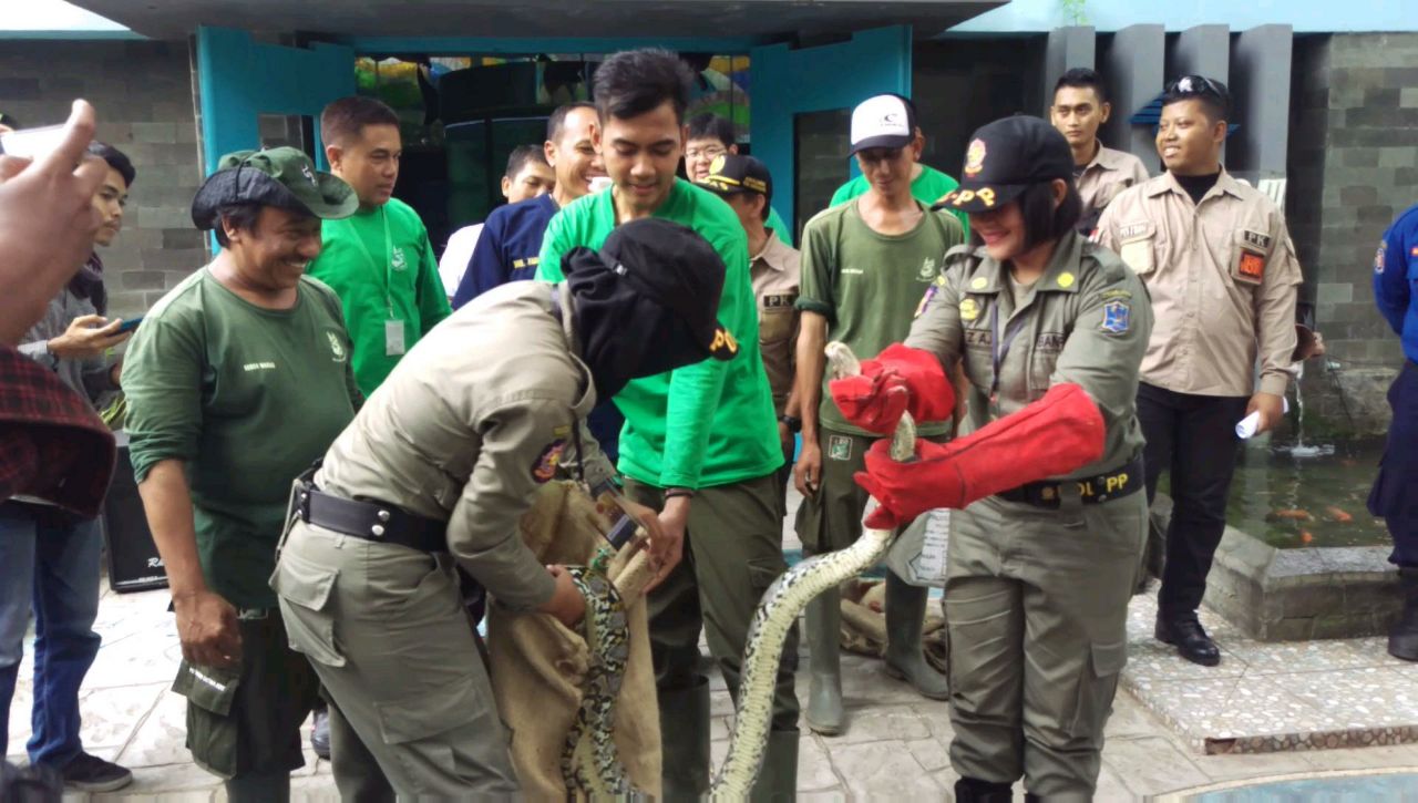 Satpol PP ketika latihan mengevakuasi ular di KBS.