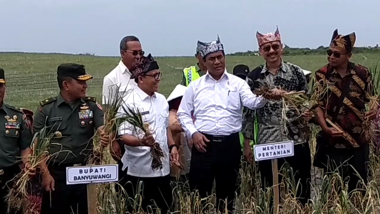 Menteri Pertanian Amran Sulaiman saat memanen bawang putih didampingi Bupati Azwar Anas
