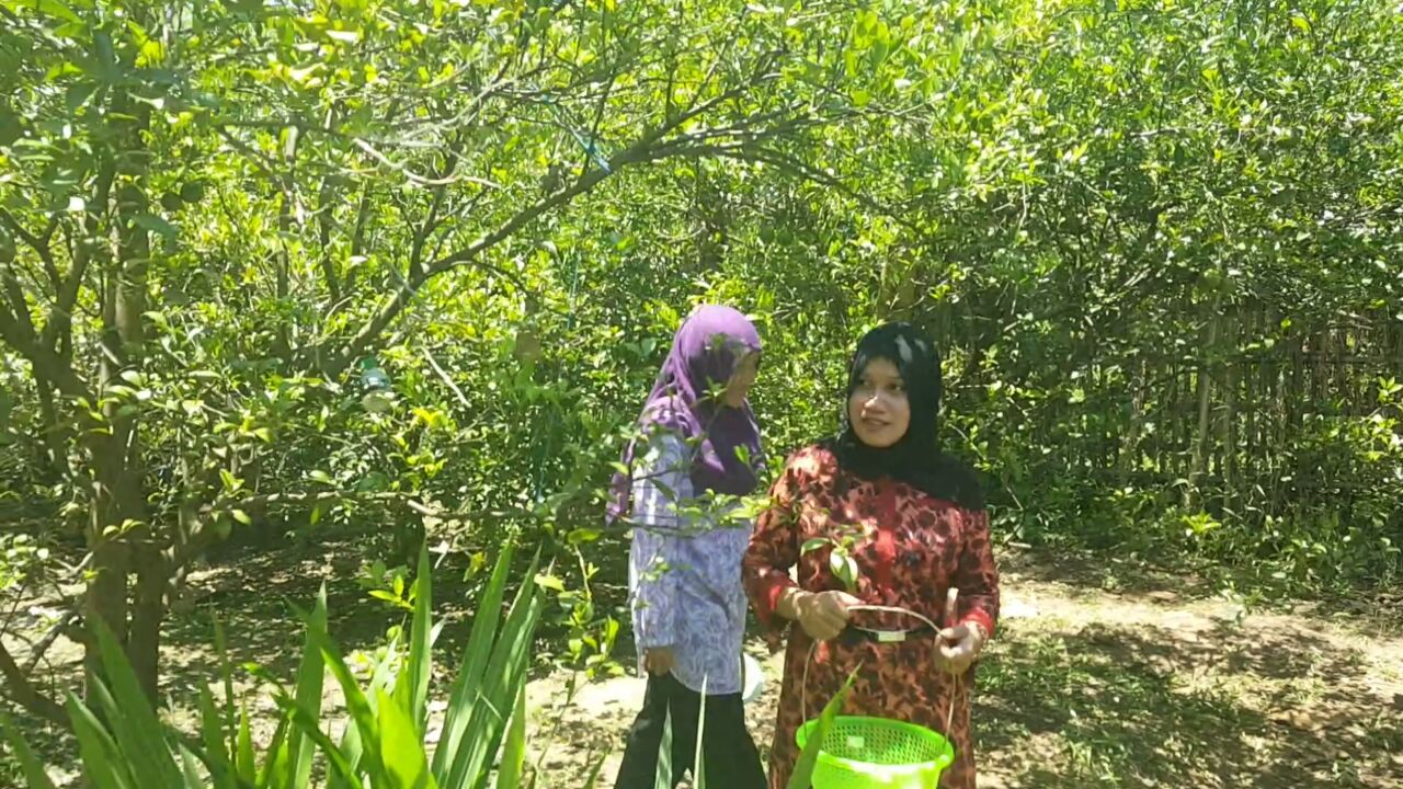 Suasana kebun jeruk Segading Agro
