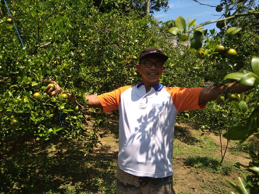 Mahiful menunjukkan jeruk di kebunnya.