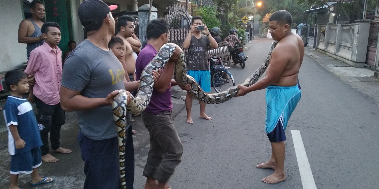 Warga menangkap ular phyton
