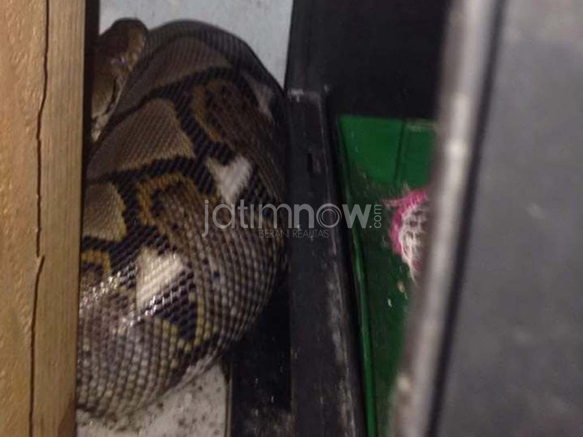 Ular phyton yang terlihat sedang bersembunyi./Foto: Amin Asrori for jatimnow.com.