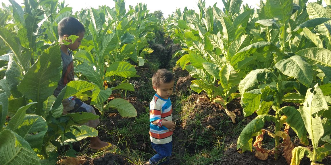 Harga Jual Tembakau di Probolinggo Tinggi, Mengapa?