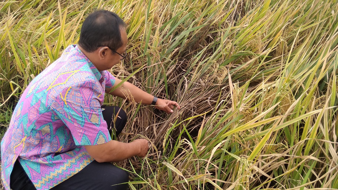 Petugas memeriksa tanaman padi yang terkena wereng

