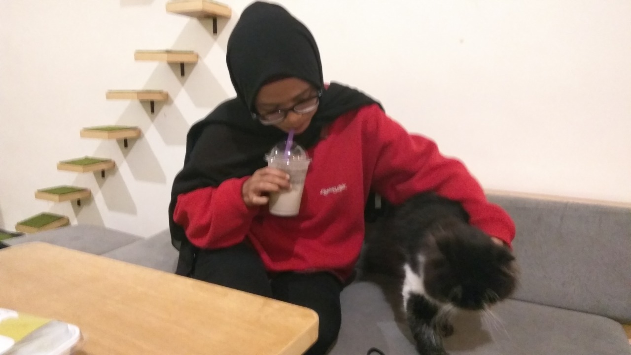 Salah seorang pengunjung kafe berinteraksi dengan kucing