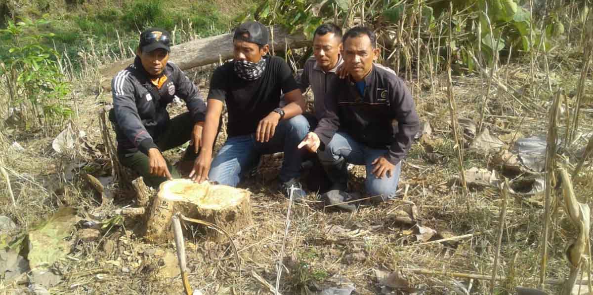 Polisi hutan menemukan bekas pohon yang ditebang