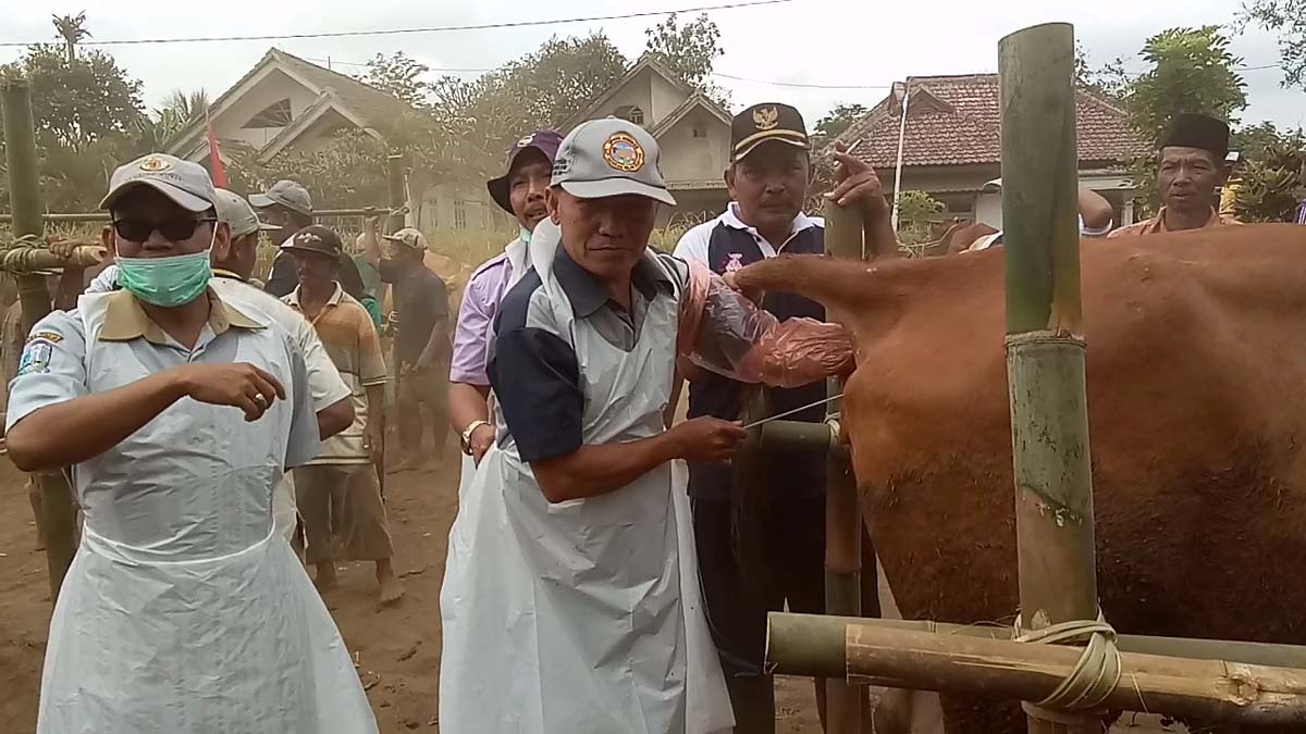 Petugas mempraktikkan proses inseminasi buatan atau kawin suntik pada salah satu sapi milik warga