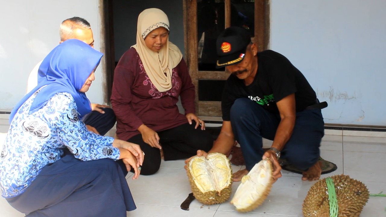 Warga mencicipi durian rosulin yang berdaging tebal