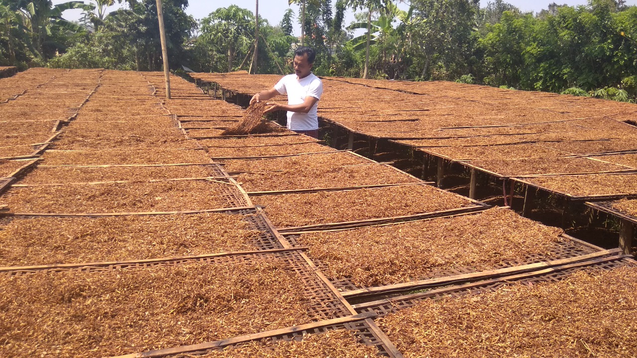 Petani mengecek jemuran tembakau