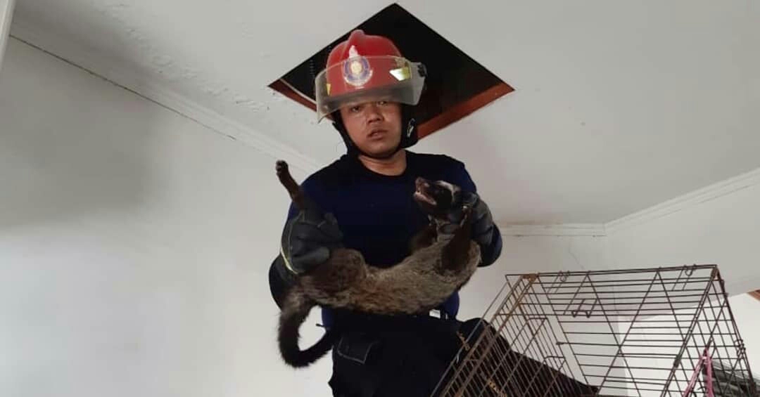 Petugas mengevakuasi luwak yang terjebak di rumah warga