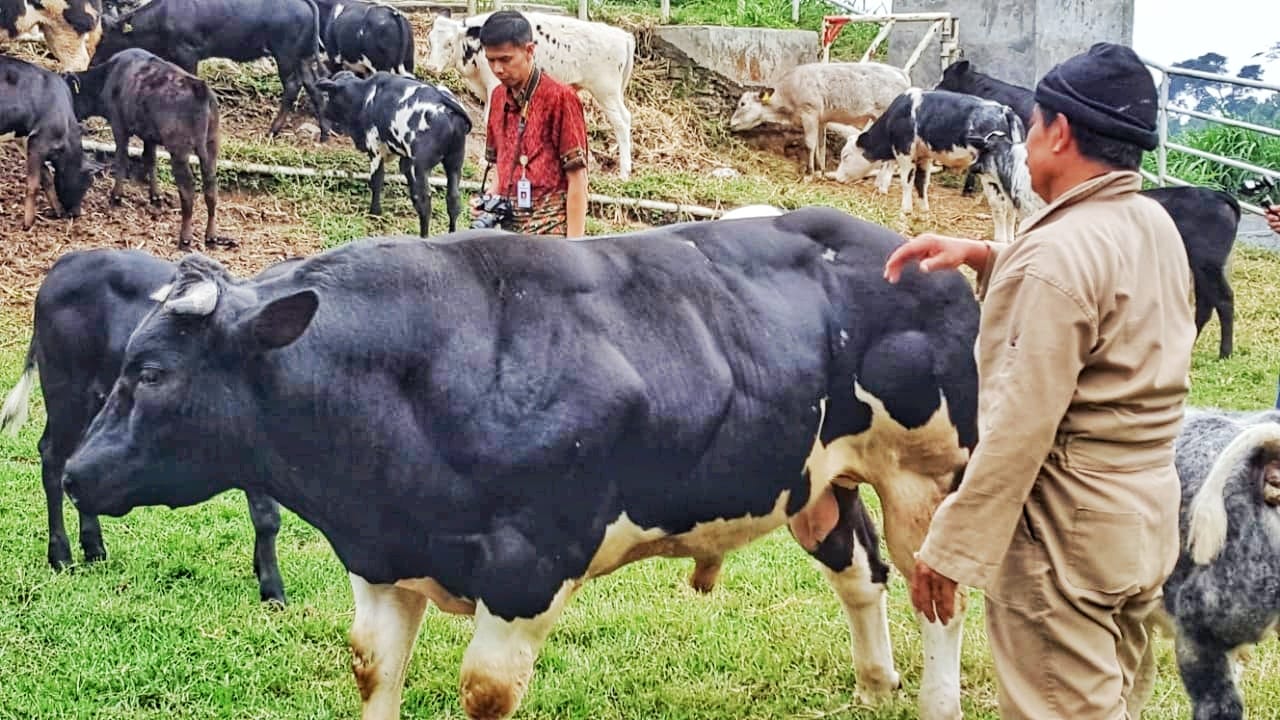 Belgian Blue, jenis sapi unggul berbobot raksasa