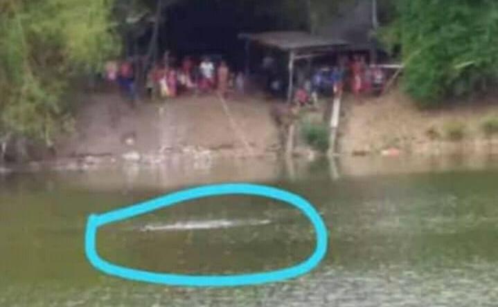 6 Ekor Buaya Dilaporkan Muncul di Bengawan Solo Bojonegoro, Benarkah?