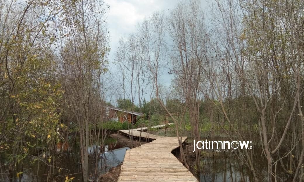Kebun Raya Mangrove Gunung Anyar/Foto: Fajar Mujyanto
