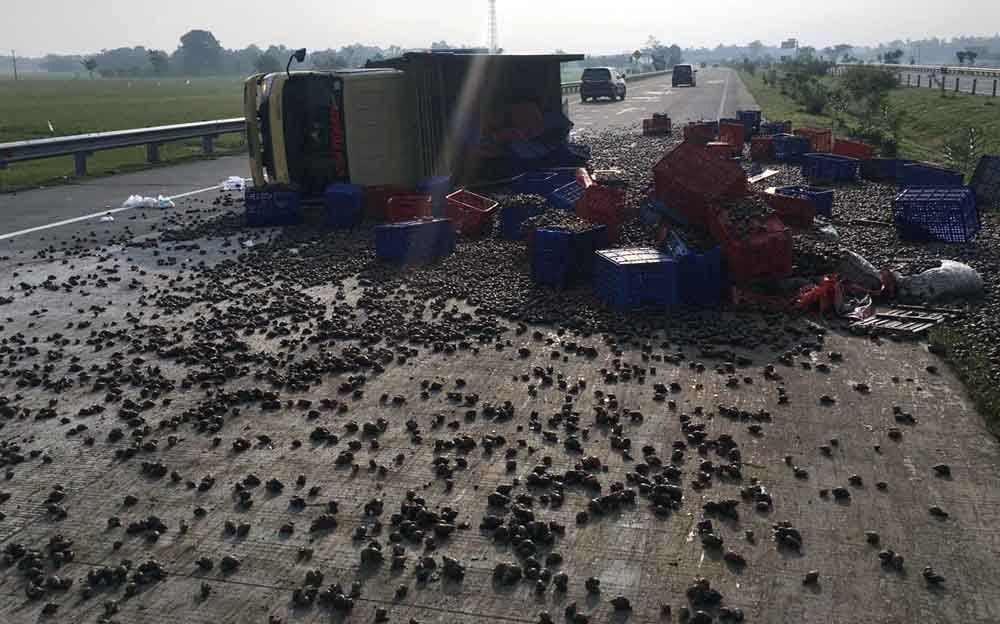 Truk bermuatan bekicot terguling di Tol Jombang