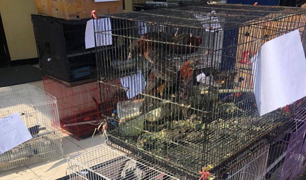 Burung yang diamankan Dit Polair Polda Jatim dari KM Senja Persada