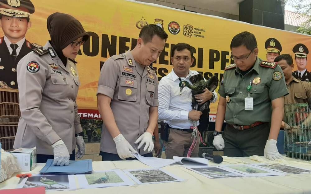 Burung Merak Hijau yang berhasil diamankan Polres Gresik