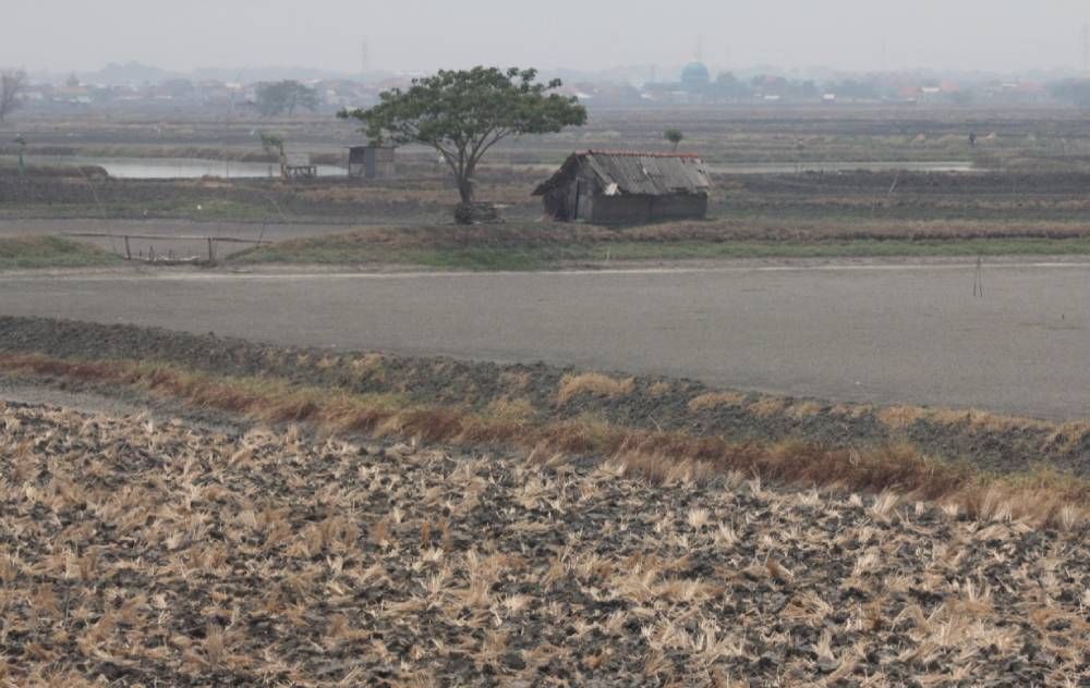 Tambak dan lahan pertanian di sekitar Tol Bunder Gresik (foto-foto: Budi Sugiharto-jatimnow.com)