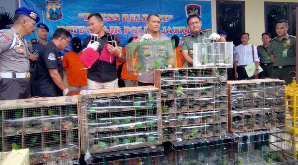 Penyelundupan ratusan burung cucak hijau dari Kalimantan Utara yang berhasil digagalkan