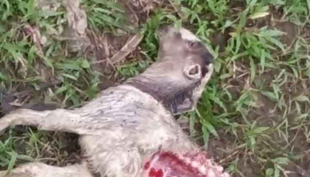 Kambing yang mati dengan luka di perut