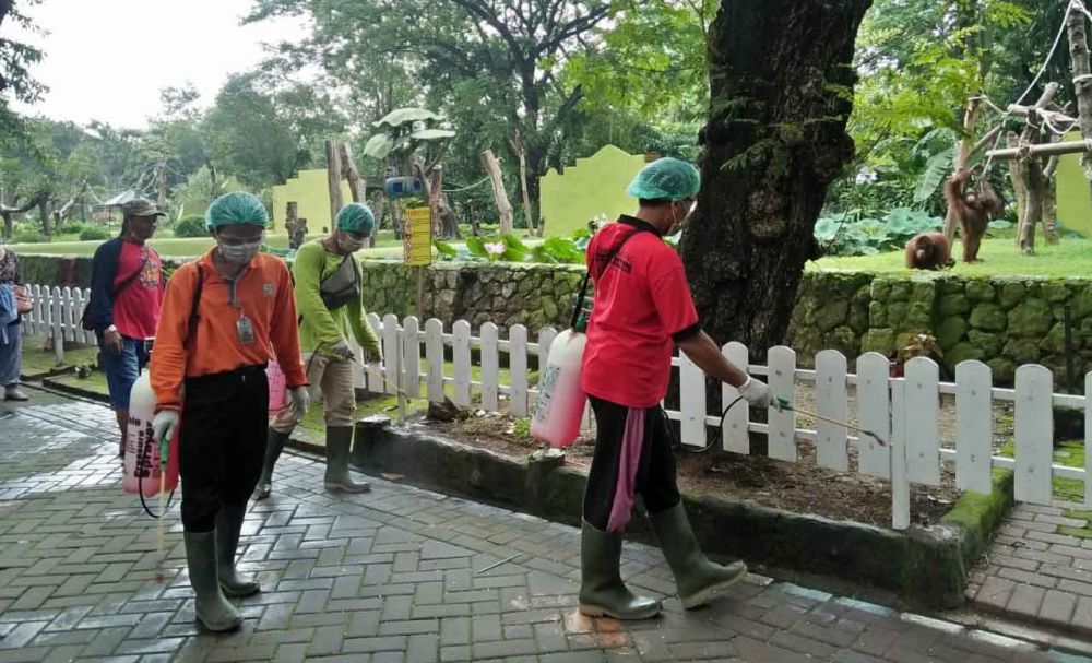 Penyemprotan disinfektan di area kandang primata KBS