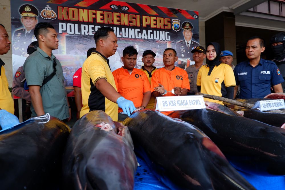 Dua pelaku dan sembilan ekor lumba-lumba moncong panjang diamankan Polres Tulungagung