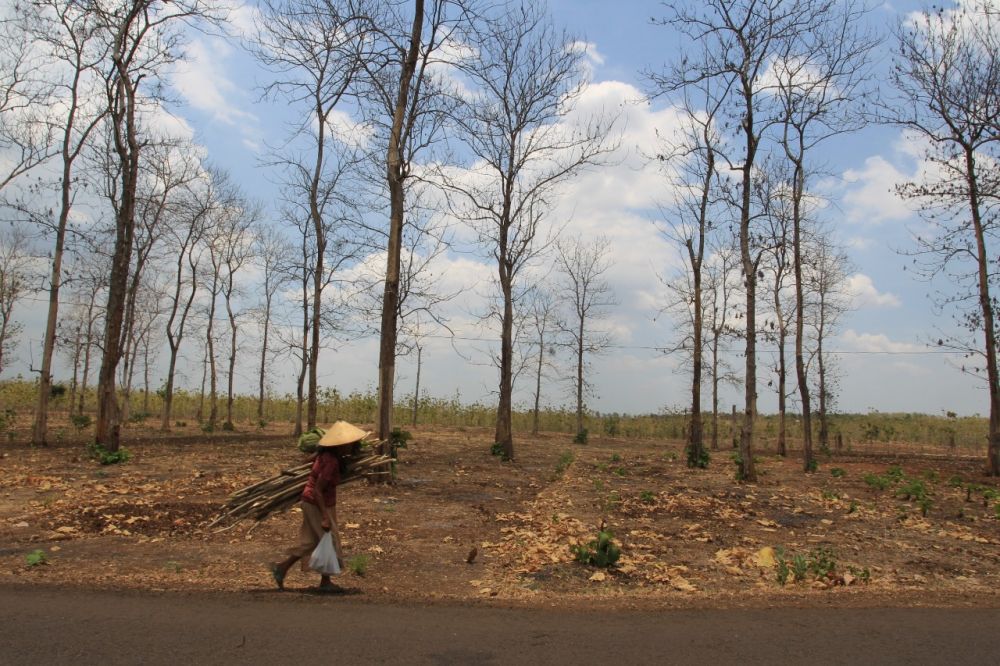 Ilustrasi: seorang warga Bojonegoro berjuang mencari kayu di kawasan Dander