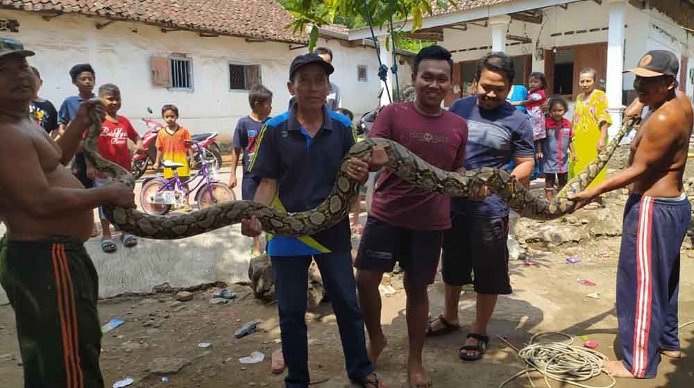 Ular piton sepanjang 4,5 meter ditangkap warga di Pasuruan