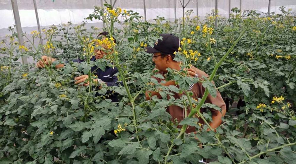 Saifullah Yusuf atau Gus Ipul di greenhouse miliknya