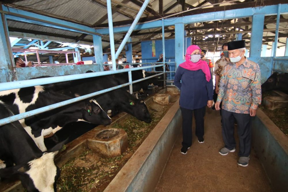 Gubernur Khofifah kunjungi Koperasi Peternakan Sapi Perah 
