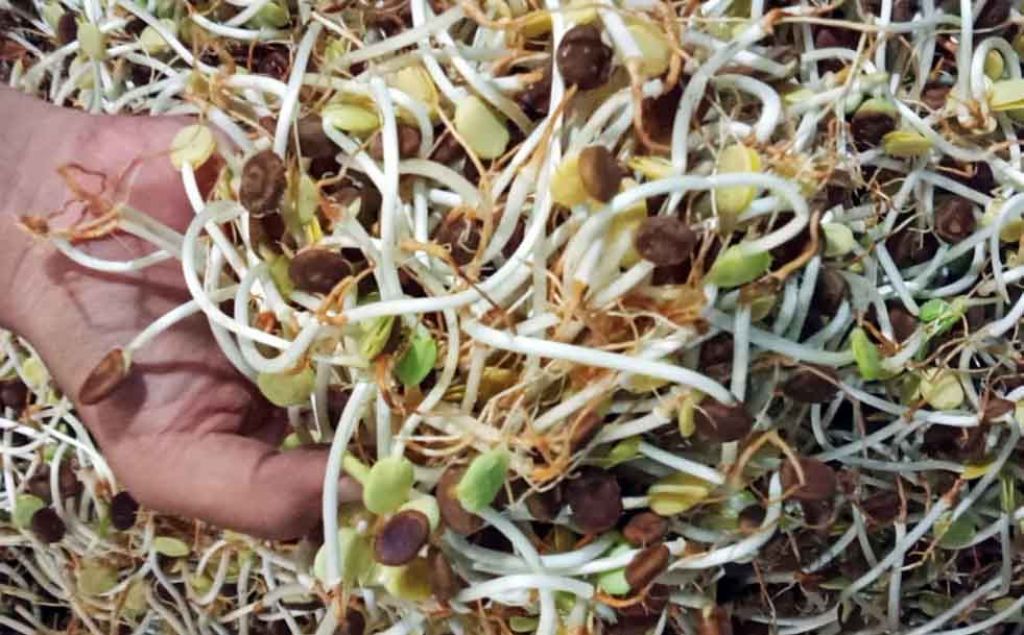 Kecambah ale tersedia di PIOS