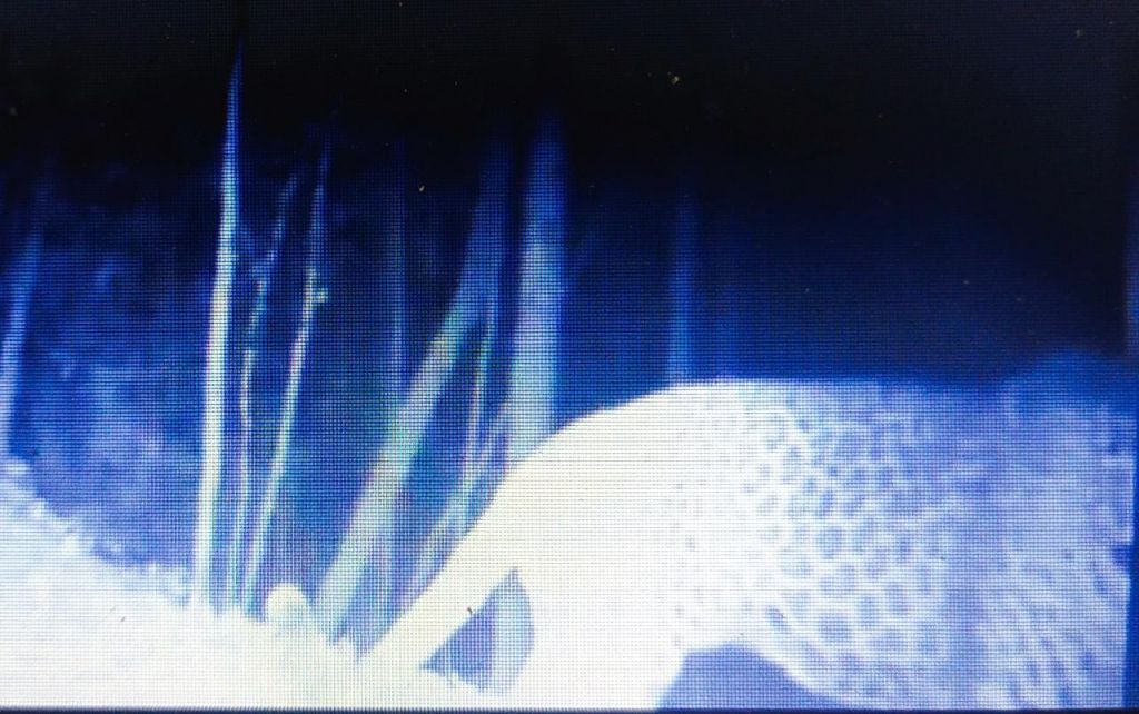 Penampakan macan tutul di Taman Nasional Meru Betiri yang tertangkap camera trap (Foto: merubetiri.id)