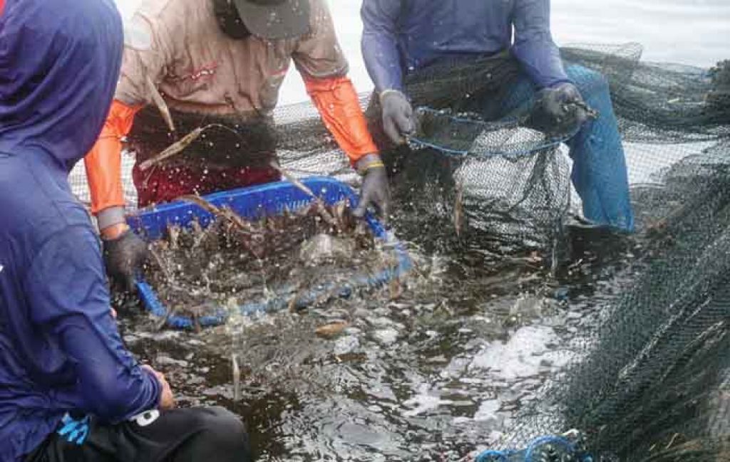Petambak ikan dan udang 