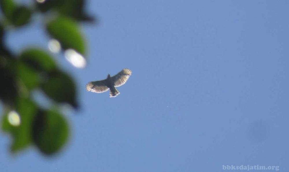 Perjumpaan dengan Elang Jawa di Lereng Argopuro setelah 30 Tahun