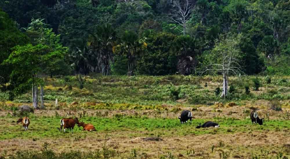 Jangan Jahil di Hutan ini Jika Tak Ingin Kesurupan