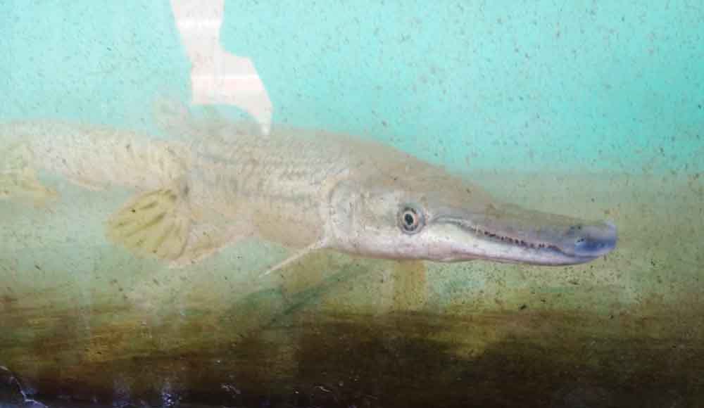 Ikan aligator salah satu peliharaan warga di Banyuwangi