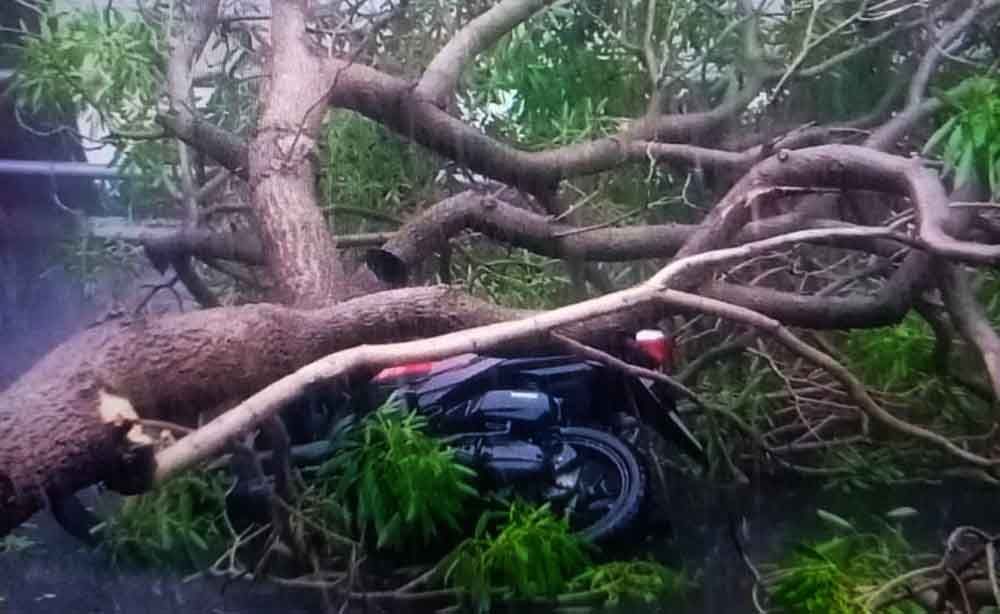 Pohon tumbang menimpa motor 