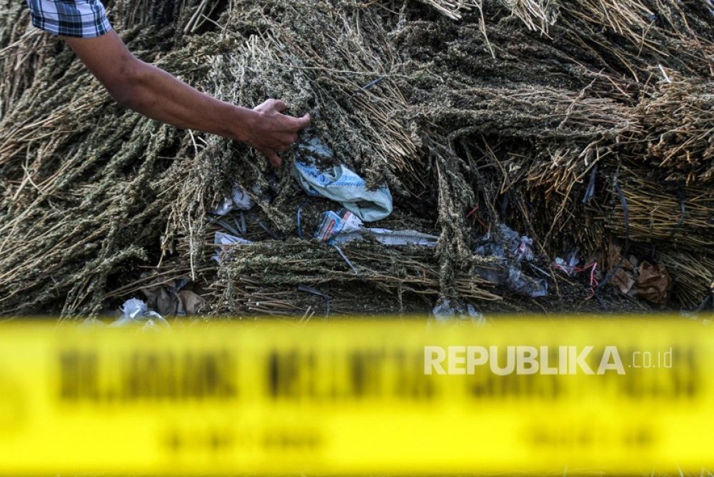 Badan Narkotika Nasional (BNN) dan Bareskrim Polri meringkus lima kurir pembawa ganja seberat kurang lebih 250 kilogram (Foto: Antara/Rahmad)
