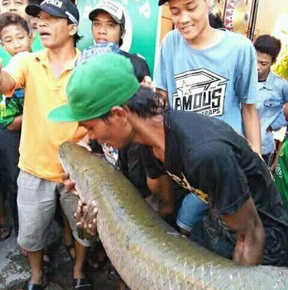 2 Ekor Ikan Arapaima Ditemukan Lagi di Sidoarjo