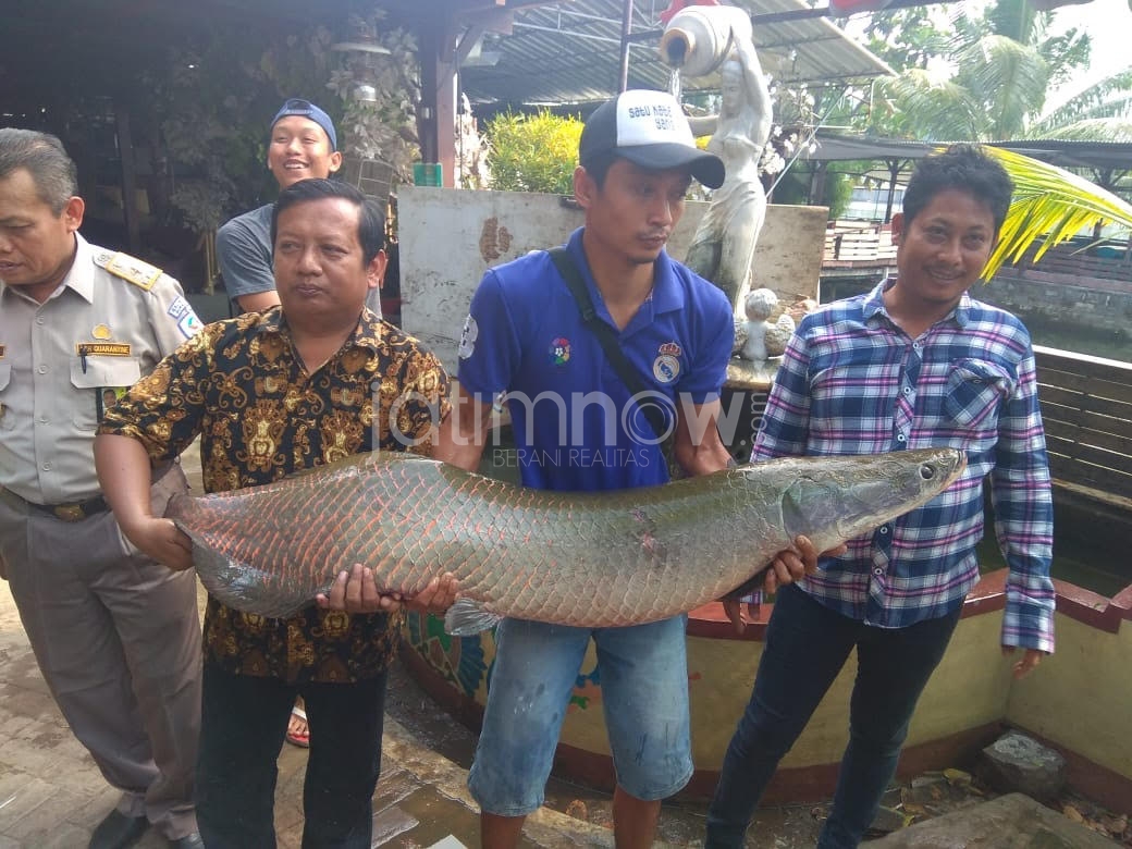 Ikan arapaima saat dievakuasi oleh warga sekitar (foto : istimewa).
