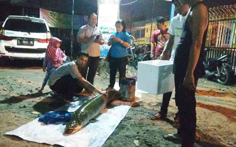 Warga menunjukkan ikan Arapaima hasil tangkapan di Sungai Rolak Surabaya