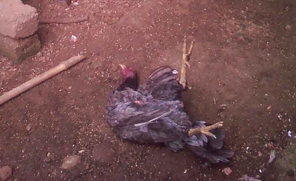 Salah satu ayam milik warga di Banyuwangi mati misterius