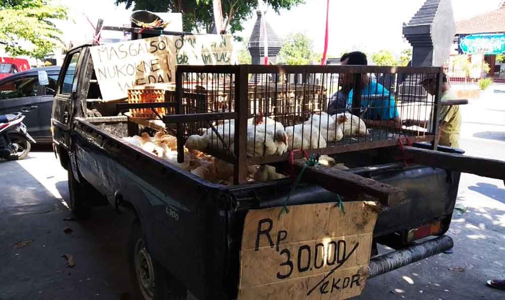 Harga Jual Anjlok, Peternak Ayam di Blitar Terancam Gulung Tikar