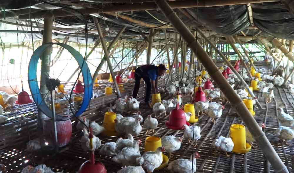 Peternak ayam di Tulungagung