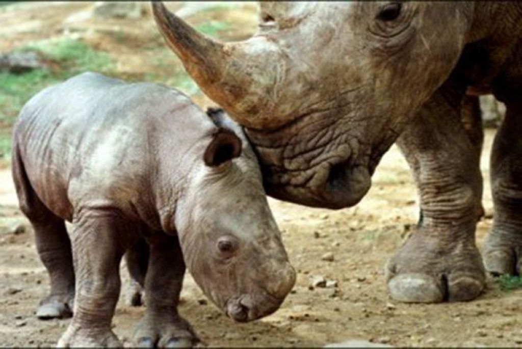 Kelahiran sepasang badak jawa di Taman Nasional Ujung Kulon
