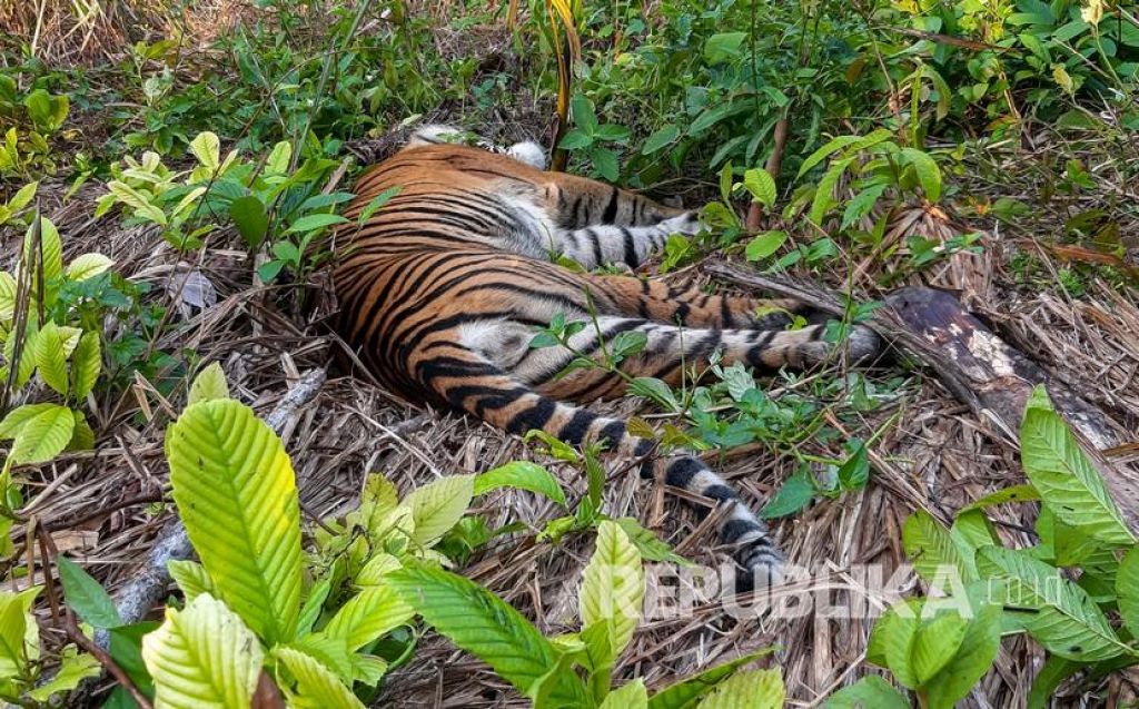 Kondisi bangkai harimau Sumatera (Panthera tigris sumatrae) yang ditemukan mati di kawasan perkebunan masyarakat (ilustrasi), Foto: Antara/Hafizdha via Republika.