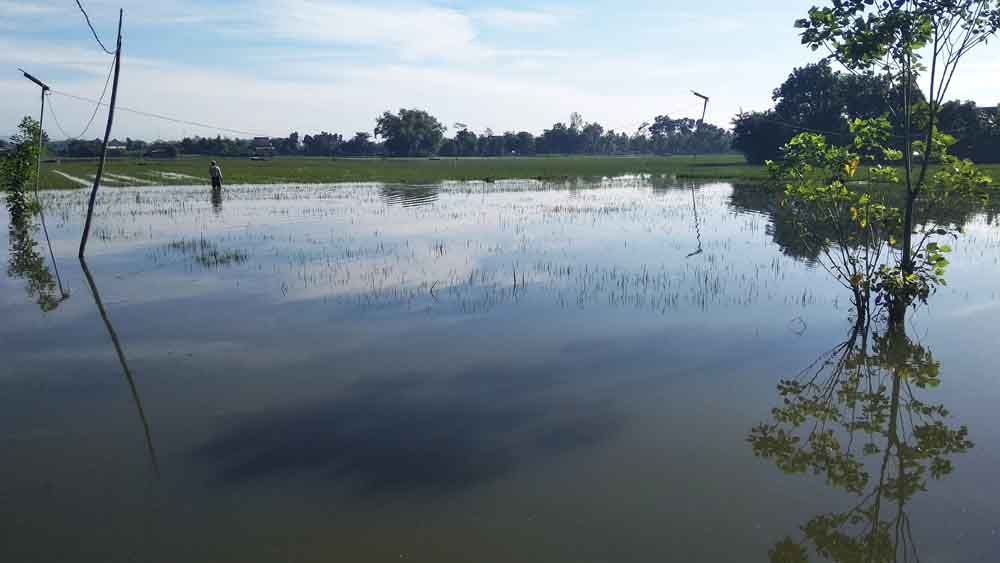 Lahan pertanian yang terendam banjir di Tulungagung