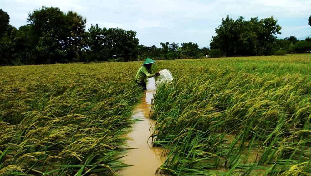 Banjir di Ponorogo Rendam 60 Hektar Lahan Pertanian