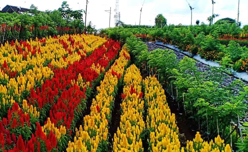 Lokasi Banyuwangi Agroexpo