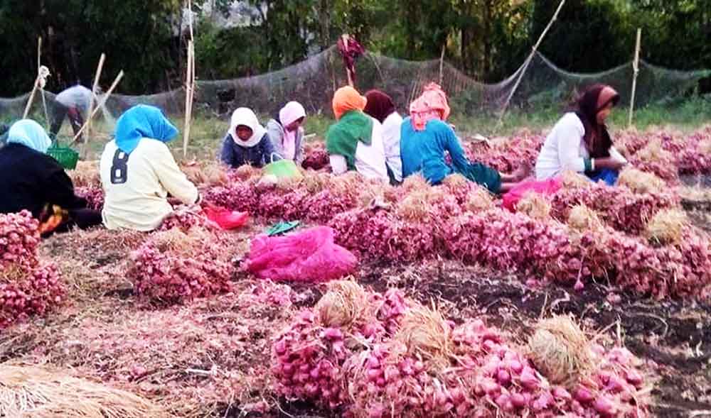 Harga Bawang Merah Merosot, Petani di Probolinggo Terancam Merugi